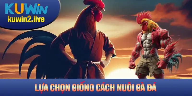 Những tiêu chuẩn khi lựa chọn giống cách nuôi gà đá