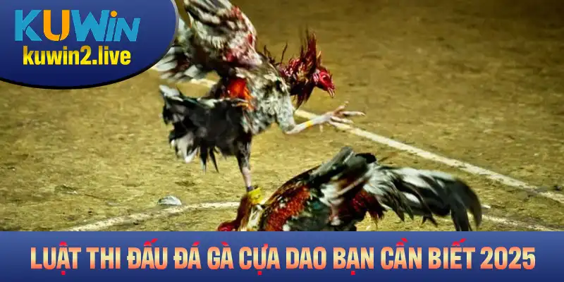 Luật thi đấu gà đá cựa dao bạn cần biết năm 2025