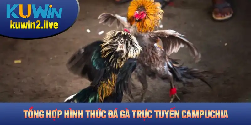 Tổng hợp các hình thức đá gà trực tuyến Campuchia bạn không thể bỏ qua