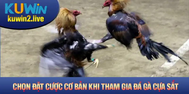 Các lựa chọn đặt cược cơ bản khi tham gia đá gà cựa sắt