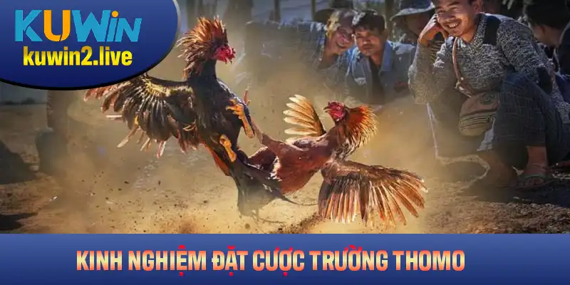Các kinh nghiệm khi đặt cược đá gà trường Thomo